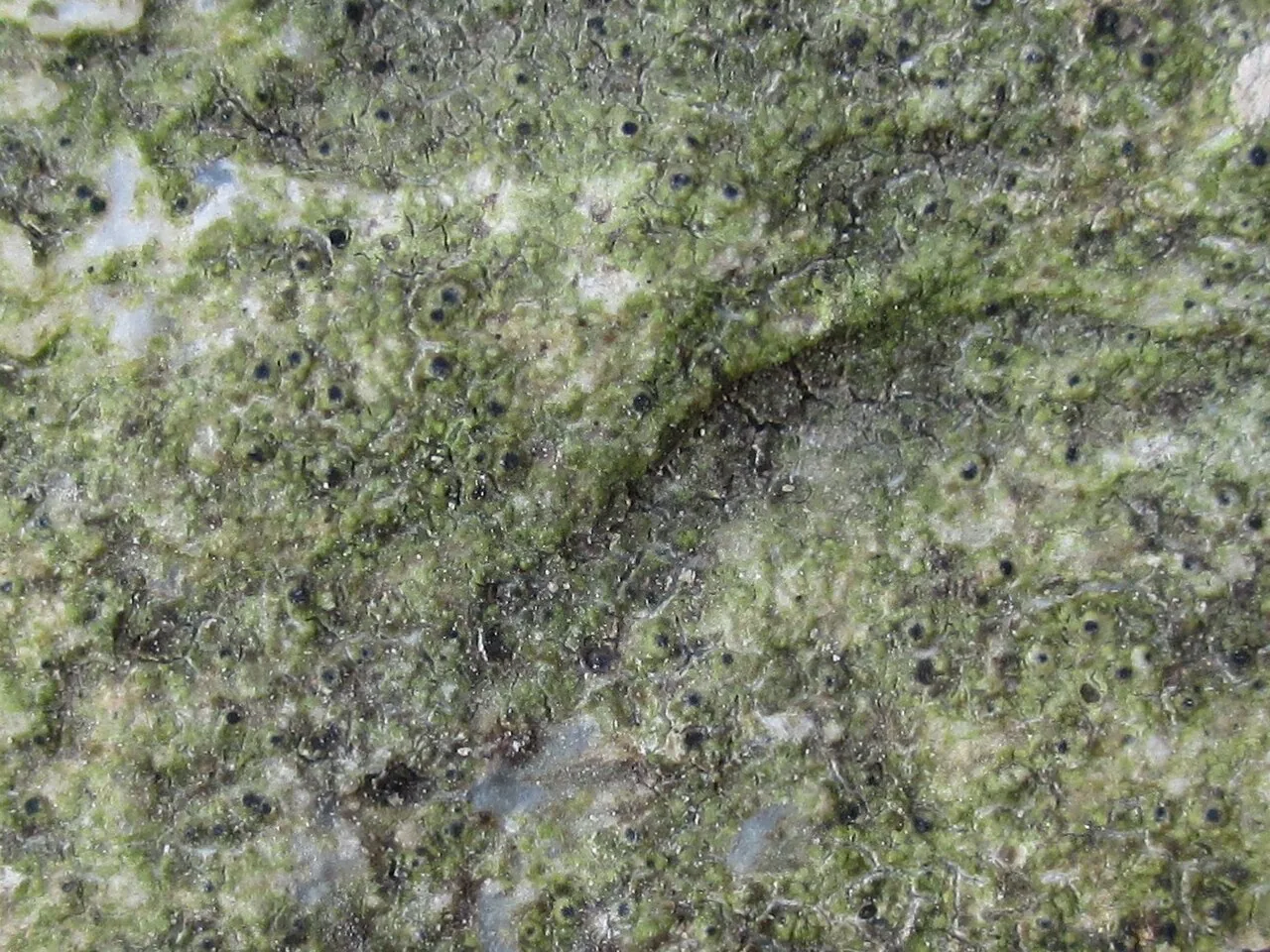 Protothelenella leucothelia (Protothelenella leucothelia) — photo mycologique