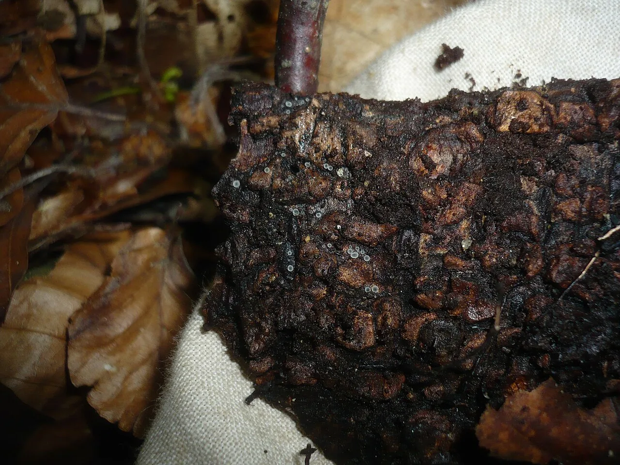 Protounguicularia nephromatis (Protounguicularia nephromatis) — photo mycologique
