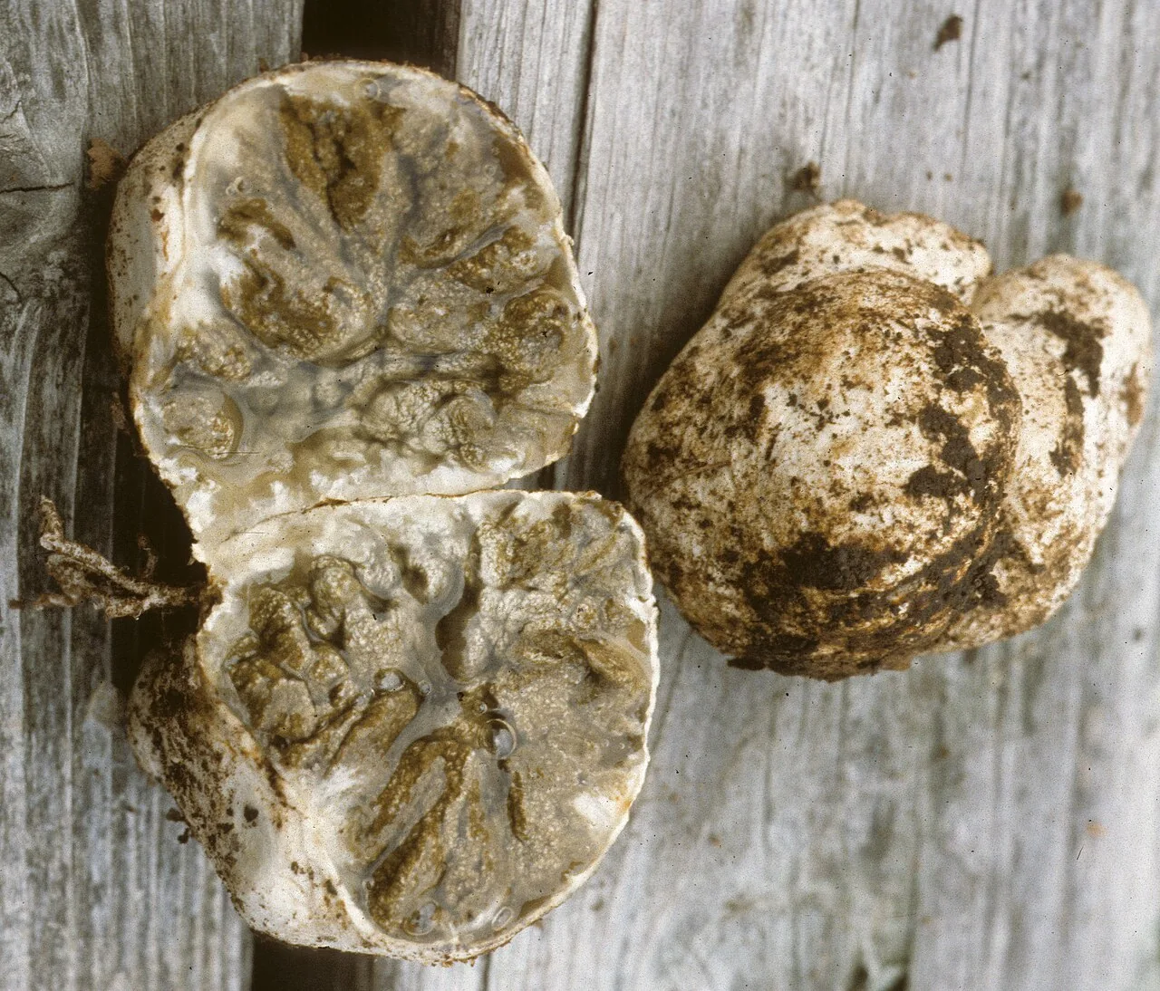 Protubera sabulonensis (Protubera sabulonensis) — photo mycologique