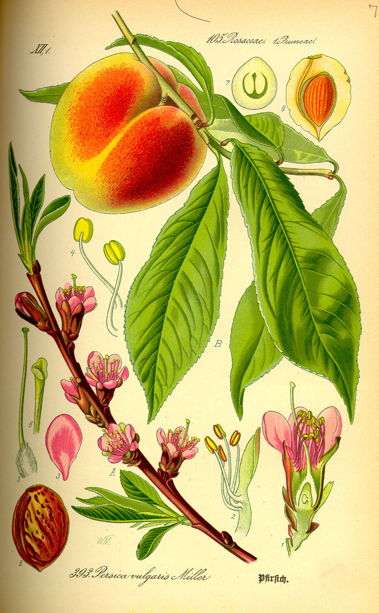 Prunier / Cerisier (Prunus) — photo botanique
