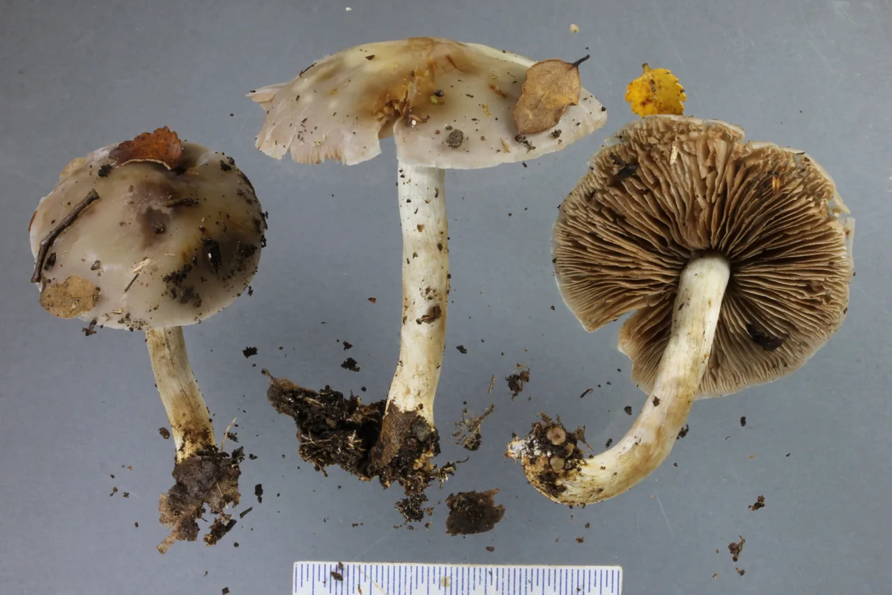 Psathyloma catervatim (Psathyloma catervatim) — photo mycologique