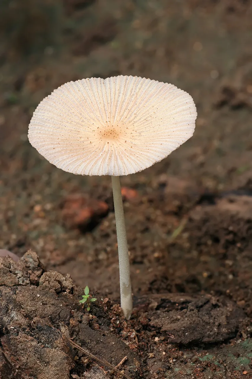 Psathyra pellosperma (Psathyra pellosperma) — photo mycologique