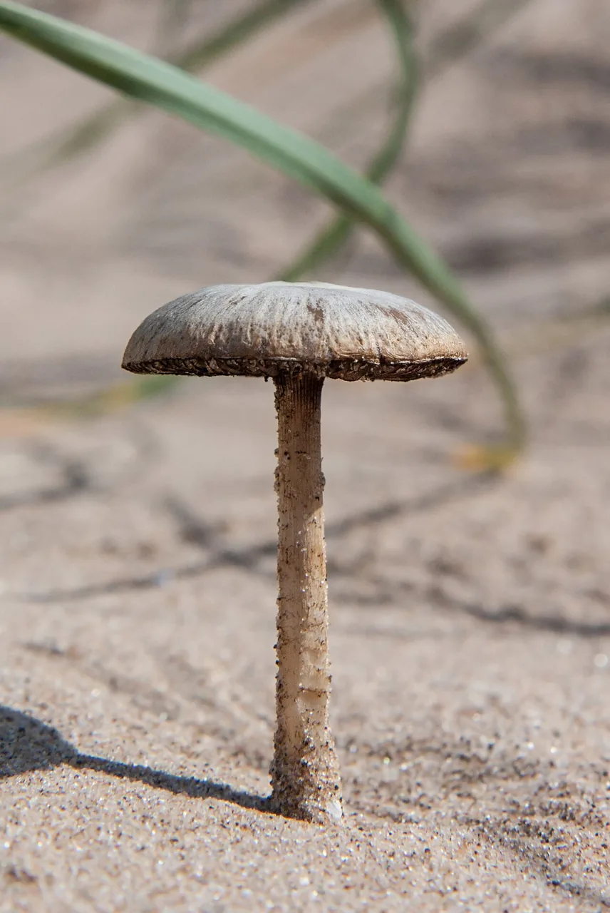 Psathyrella ammophila (Psathyrella ammophila) — photo mycologique