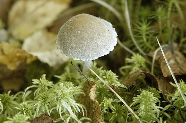Psathyrella artemisiae (Psathyrella artemisiae) — photo mycologique