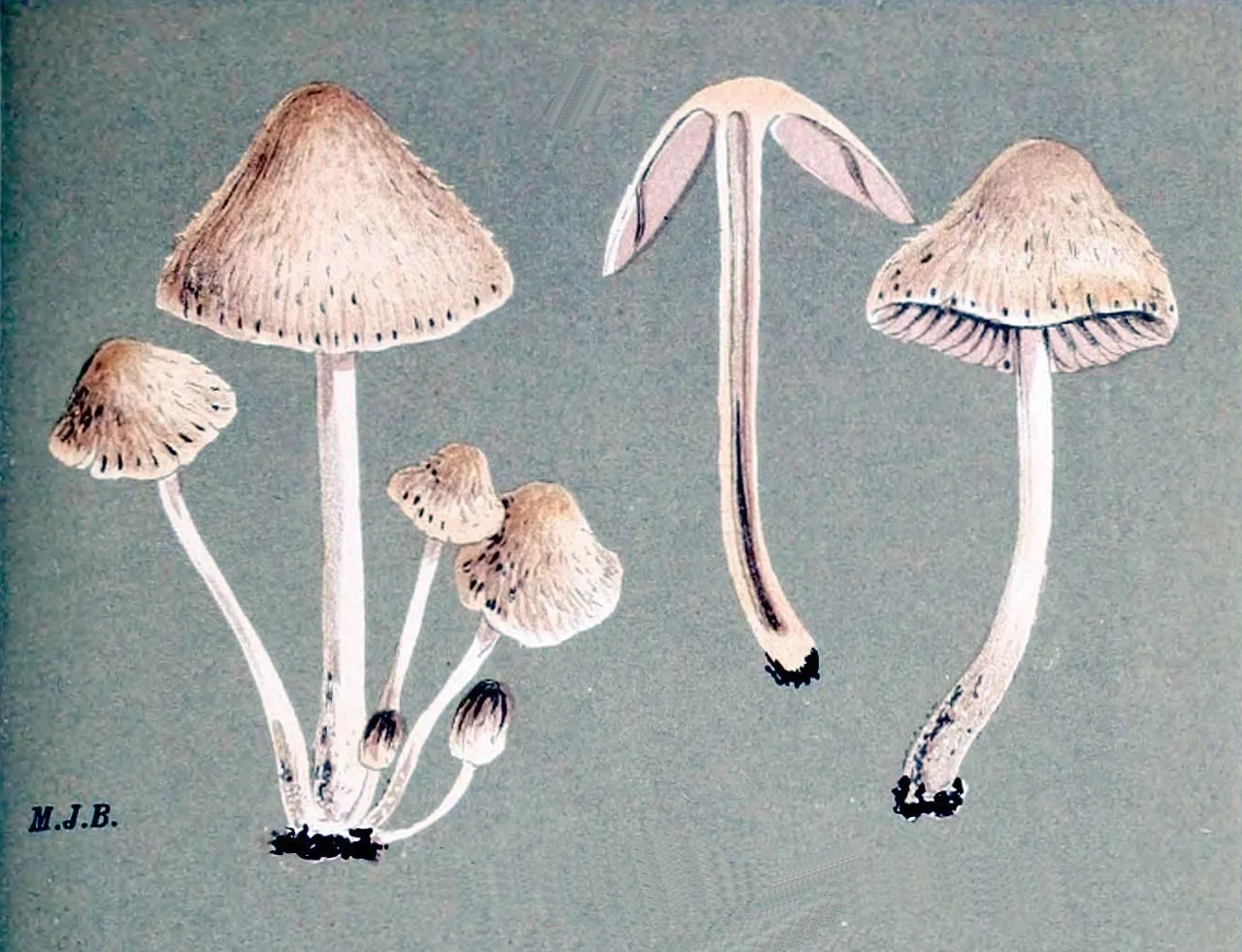 Psathyrella gordonii (Psathyrella gordonii) — photo mycologique