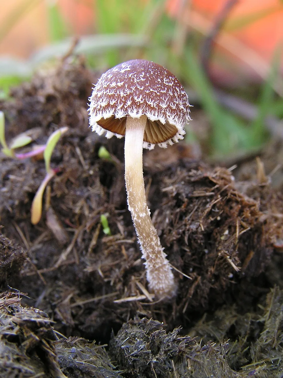 Psathyrella hirta (Psathyrella hirta) — photo mycologique