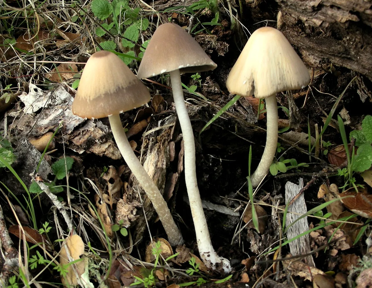 Psathyrella longipes (Psathyrella longipes) — photo mycologique