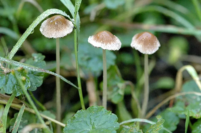 Psathyrella murcida (Psathyrella murcida) — photo mycologique