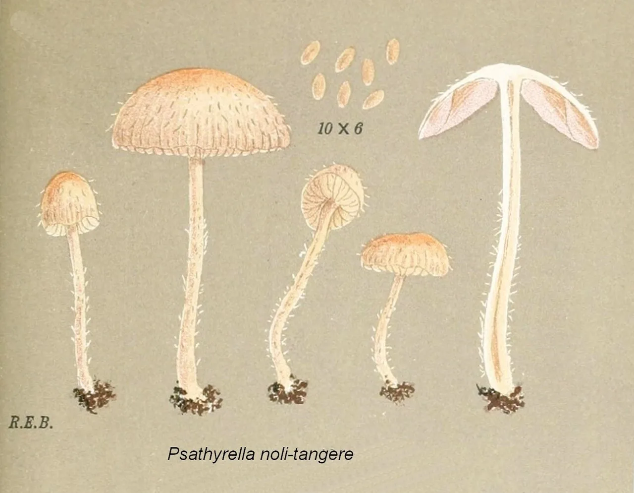 Psathyrella noli-tangere (Psathyrella noli-tangere) — photo mycologique