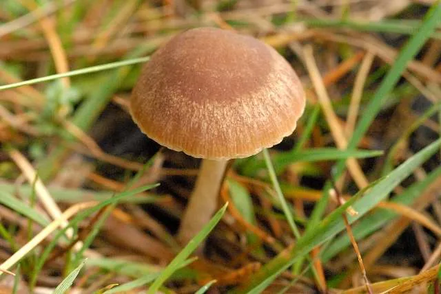 Psathyrella obtusata (Psathyrella obtusata) — photo mycologique
