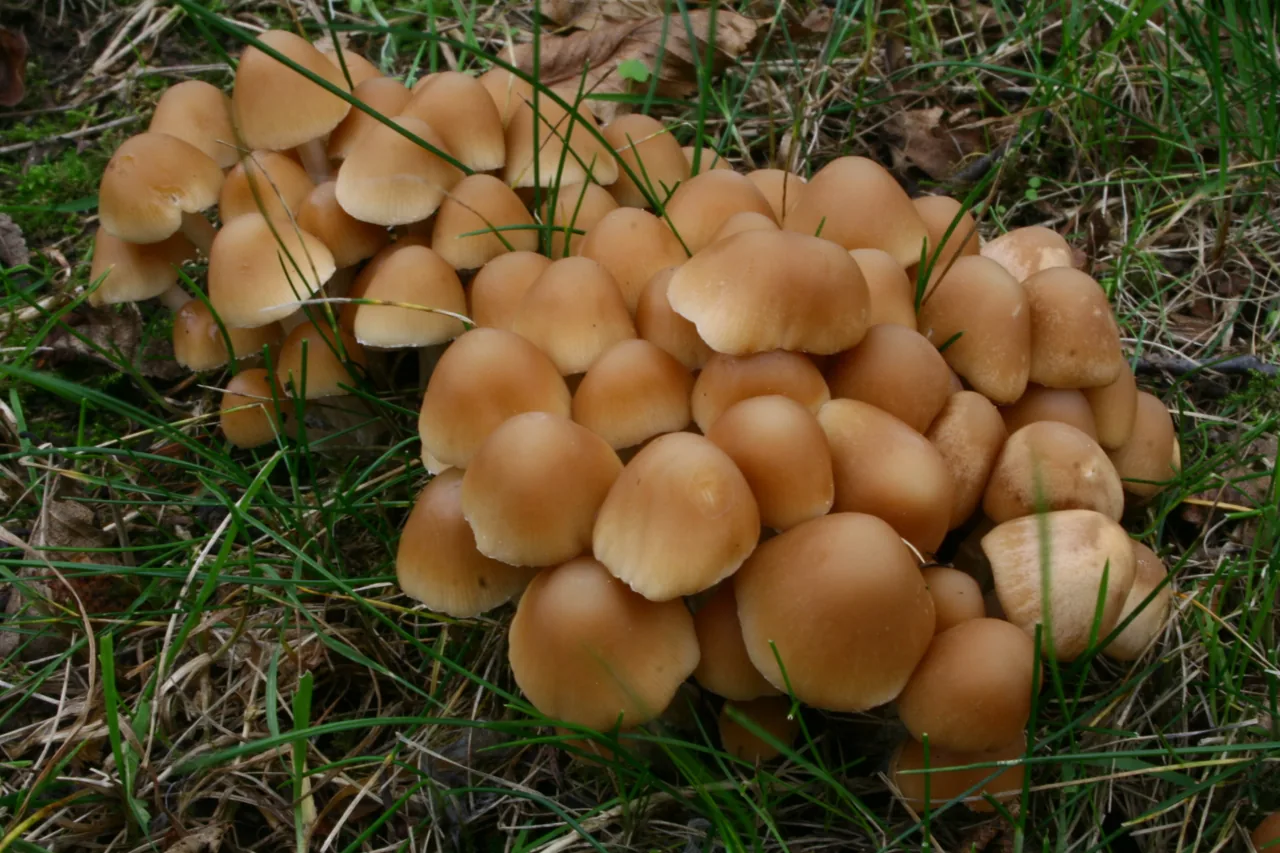 Psathyrella opaca (Psathyrella opaca) — photo mycologique