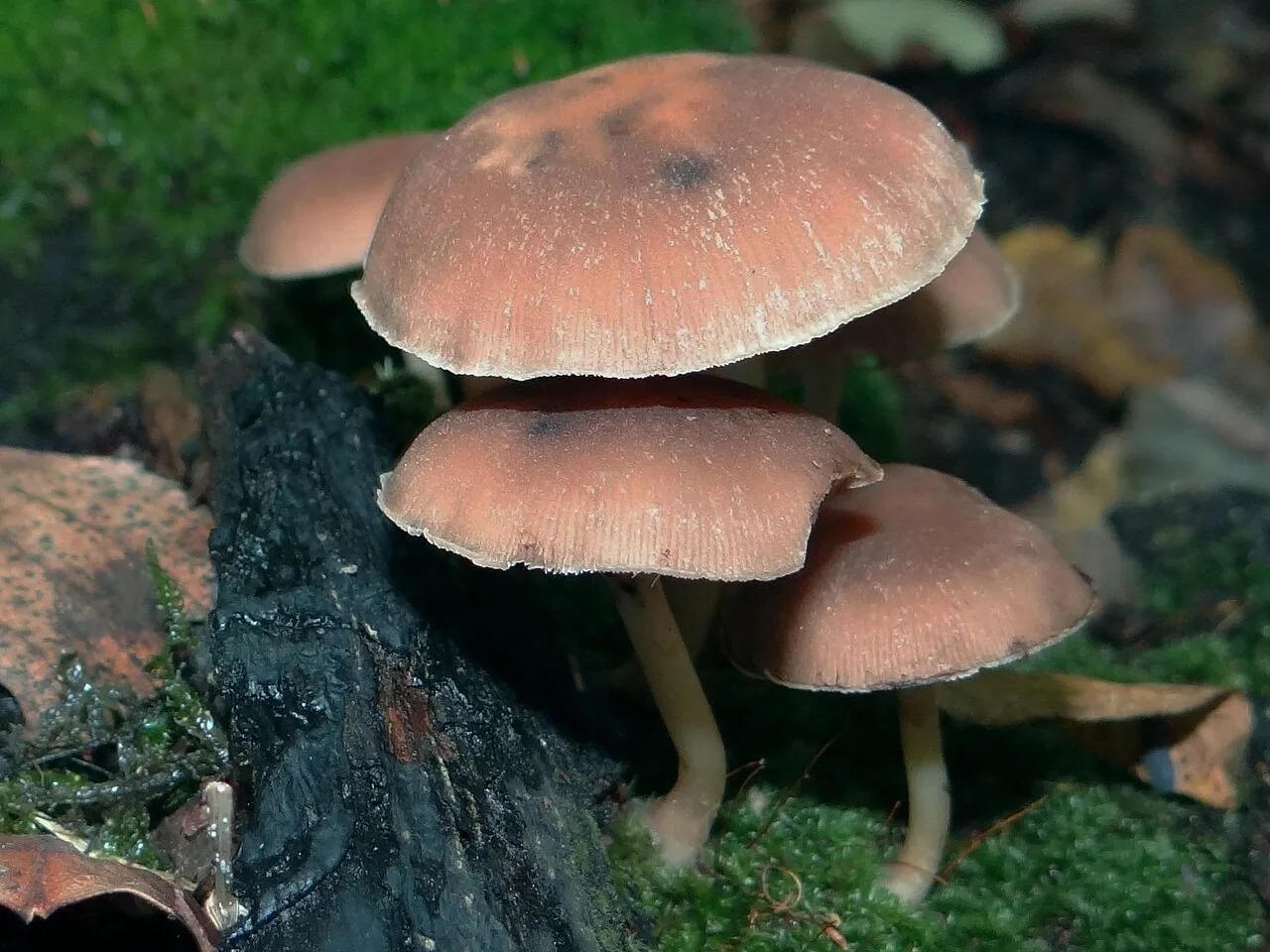 Psathyrella piluliformis (Psathyrella piluliformis) — photo mycologique