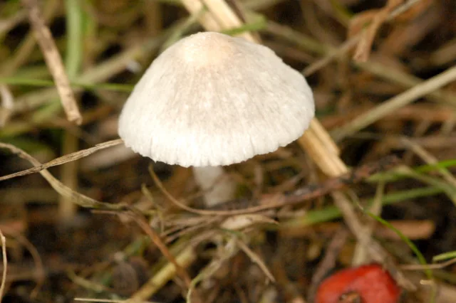 Psathyrella prona (Psathyrella prona) — photo mycologique