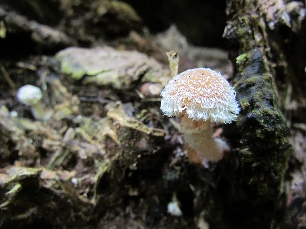 Psathyrella sacchariolens (Psathyrella sacchariolens) — photo mycologique