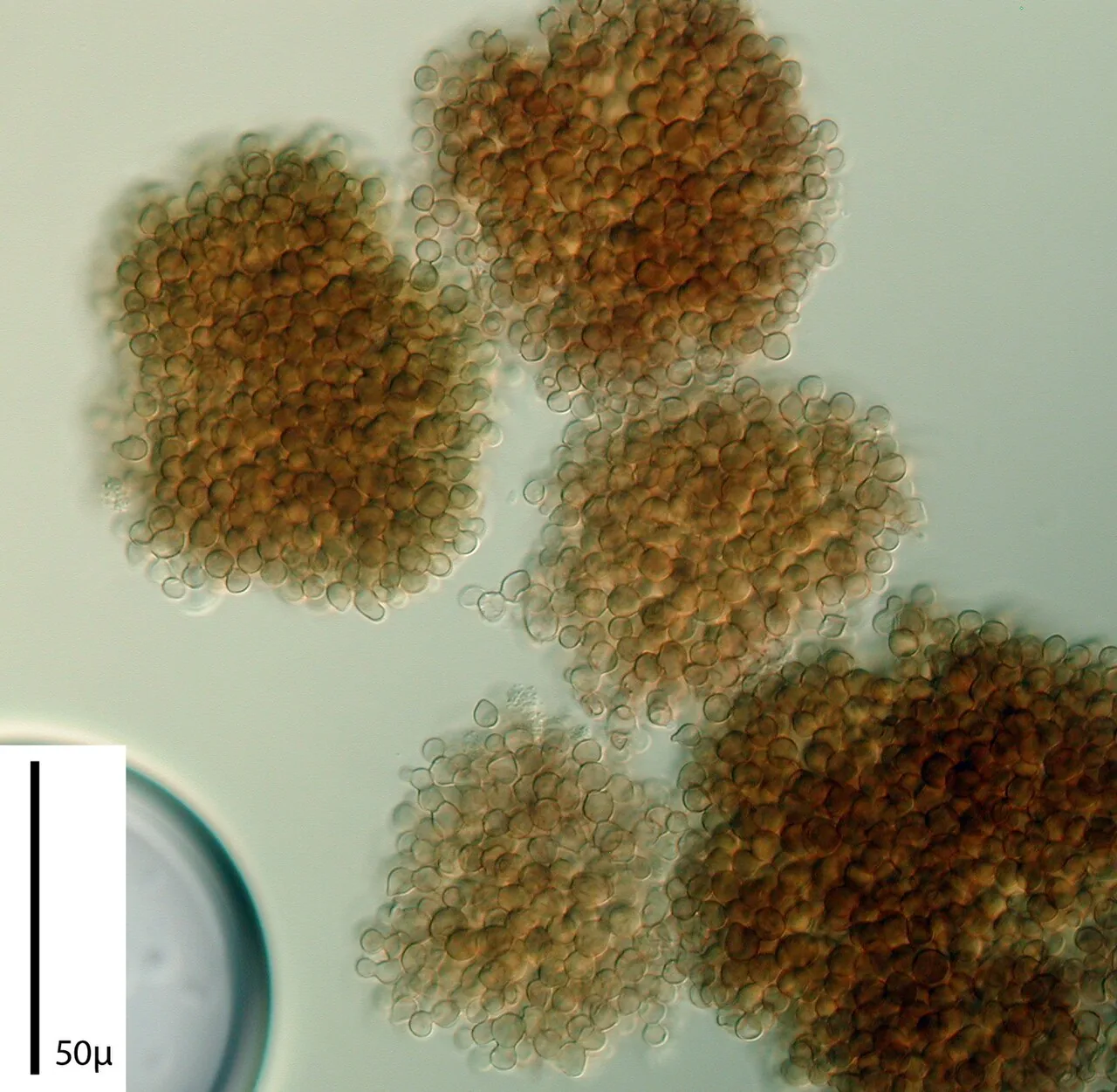 Pseudaegerita foliicola (Pseudaegerita foliicola) — photo mycologique