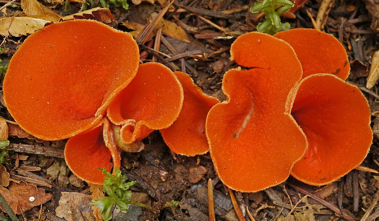 Pseudaleuria fibrillosa (Pseudaleuria fibrillosa) — photo mycologique