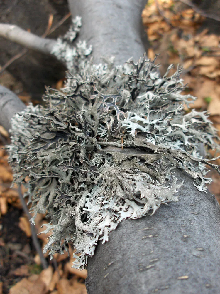 Pseudevernia furfuracea (Pseudevernia furfuracea) — photo mycologique
