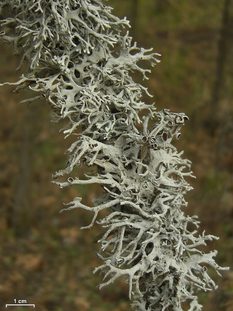 Pseudevernia intensa (Pseudevernia intensa) — photo mycologique