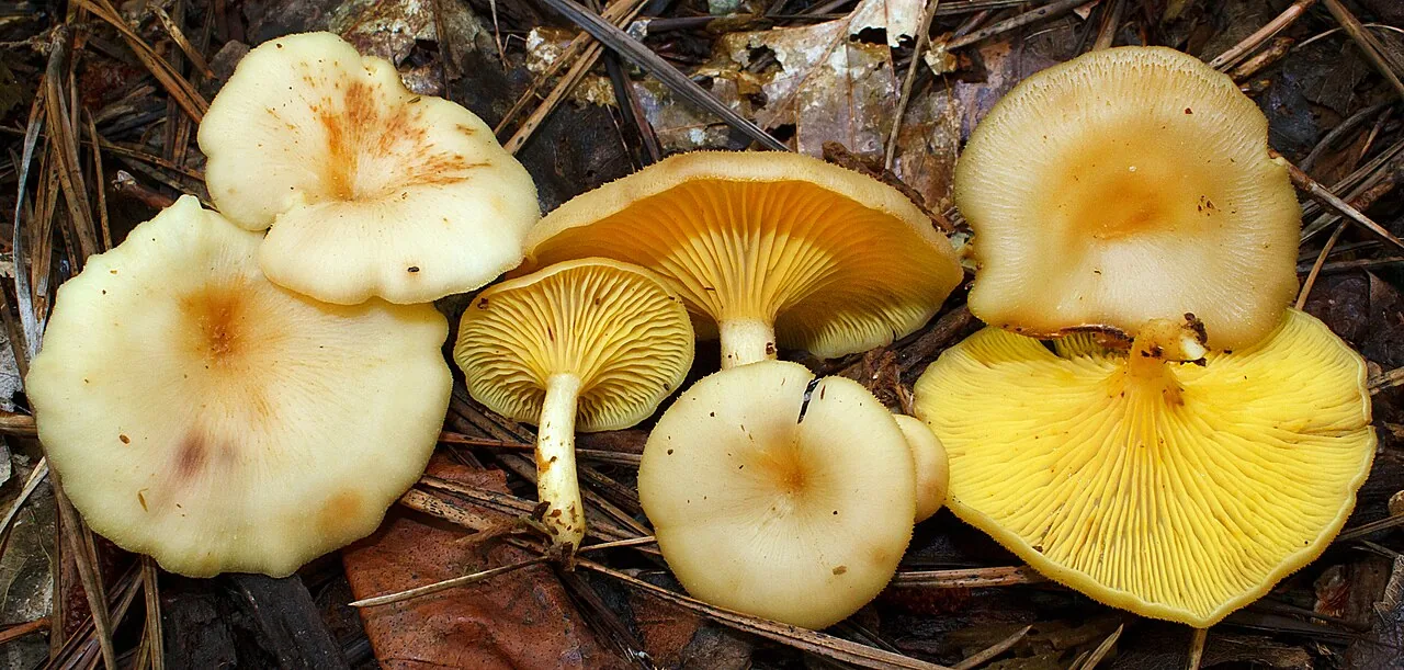 Pseudoarmillariella ectypoides (Pseudoarmillariella ectypoides) — photo mycologique