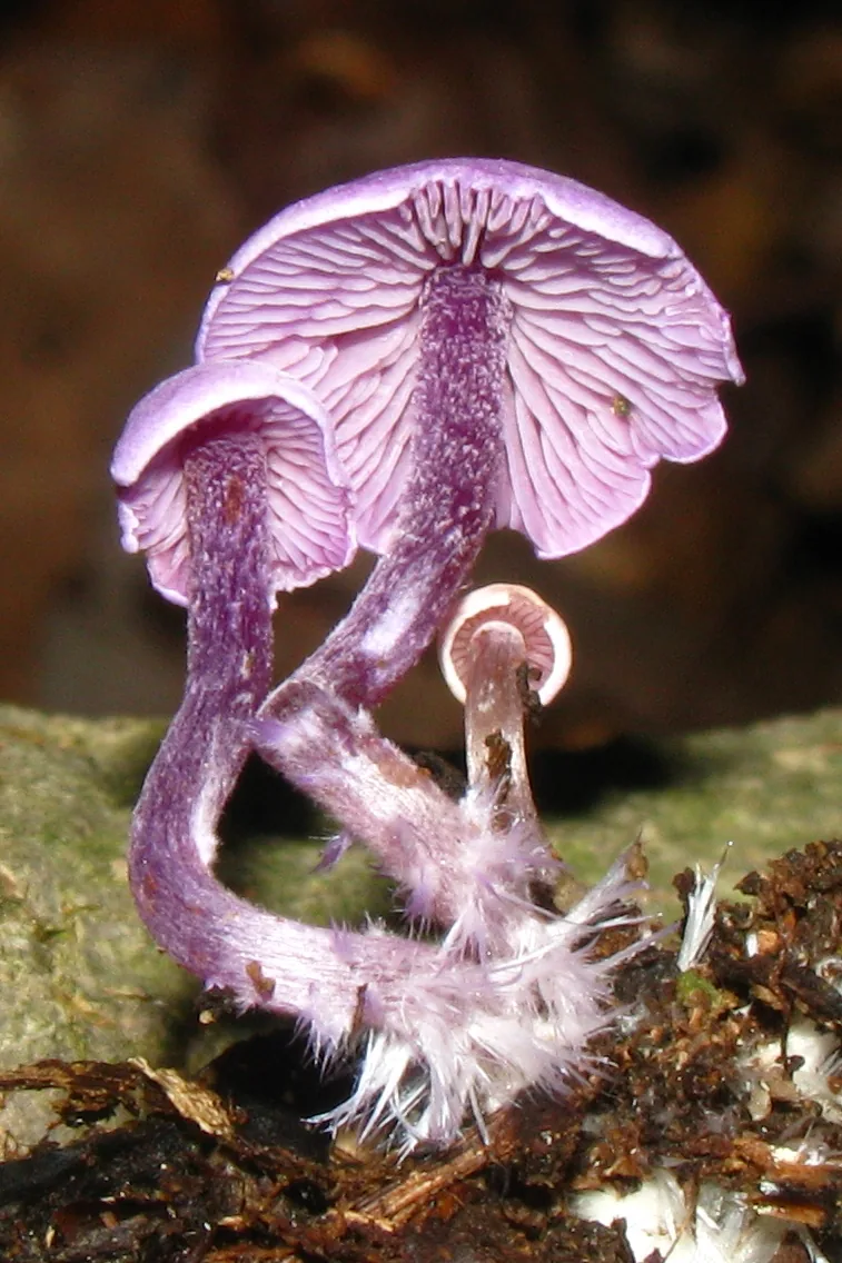 Pseudobaeospora syringea (Pseudobaeospora syringea) — photo mycologique