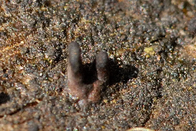 Pseudocamaropycnis pini (Pseudocamaropycnis pini) — photo mycologique