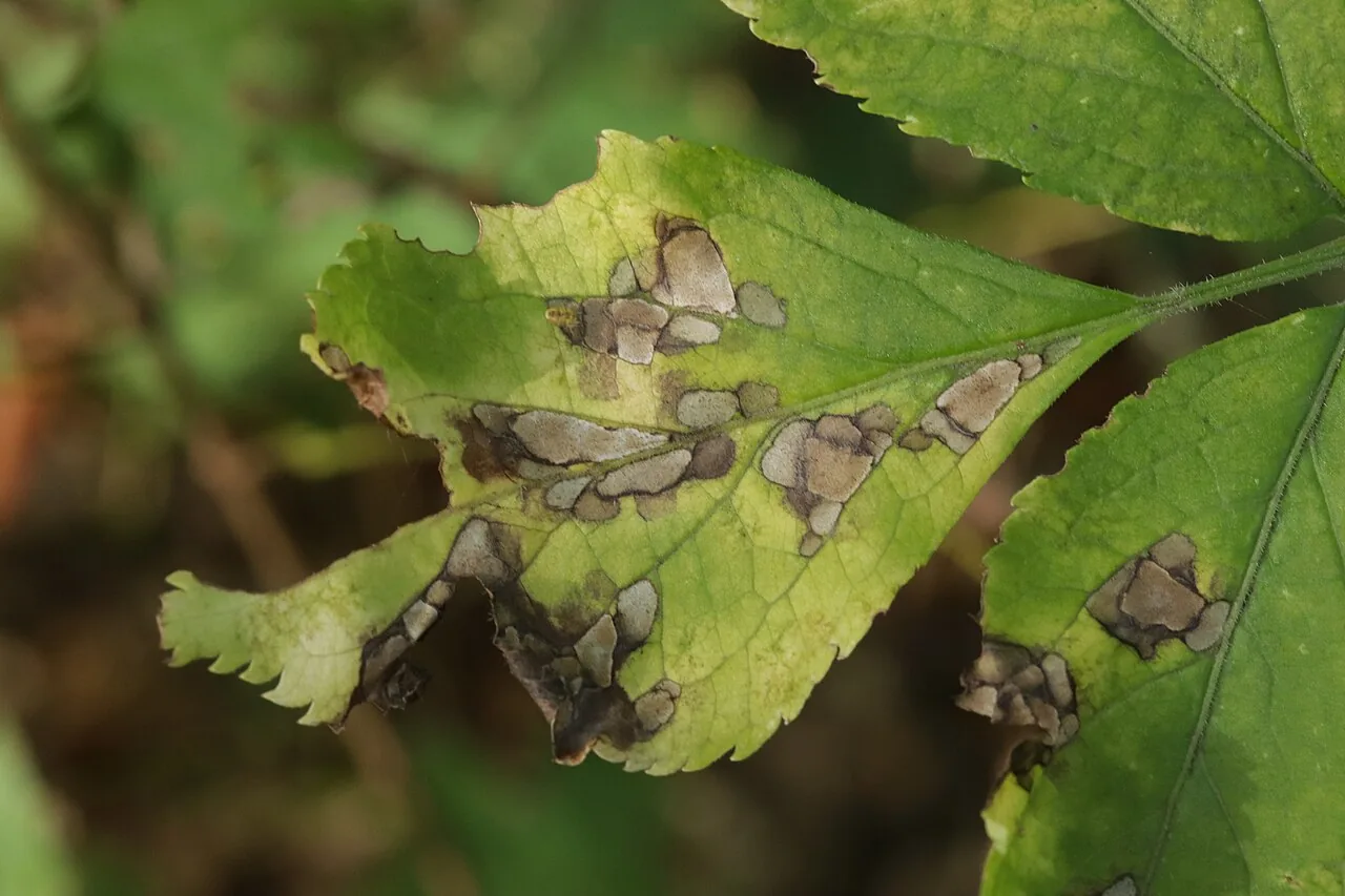 Pseudocercospora depazeoides (Pseudocercospora depazeoides) — photo mycologique