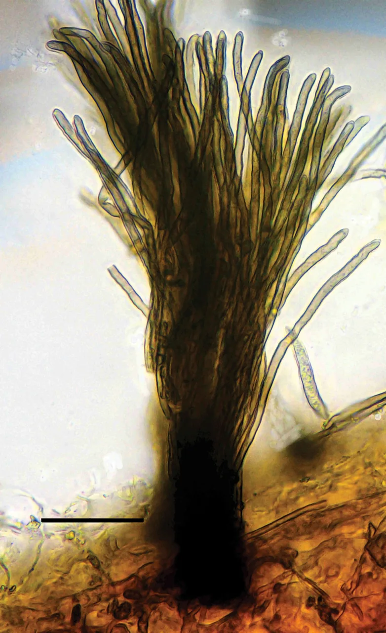 Pseudocercospora griseola (Pseudocercospora griseola) — photo mycologique