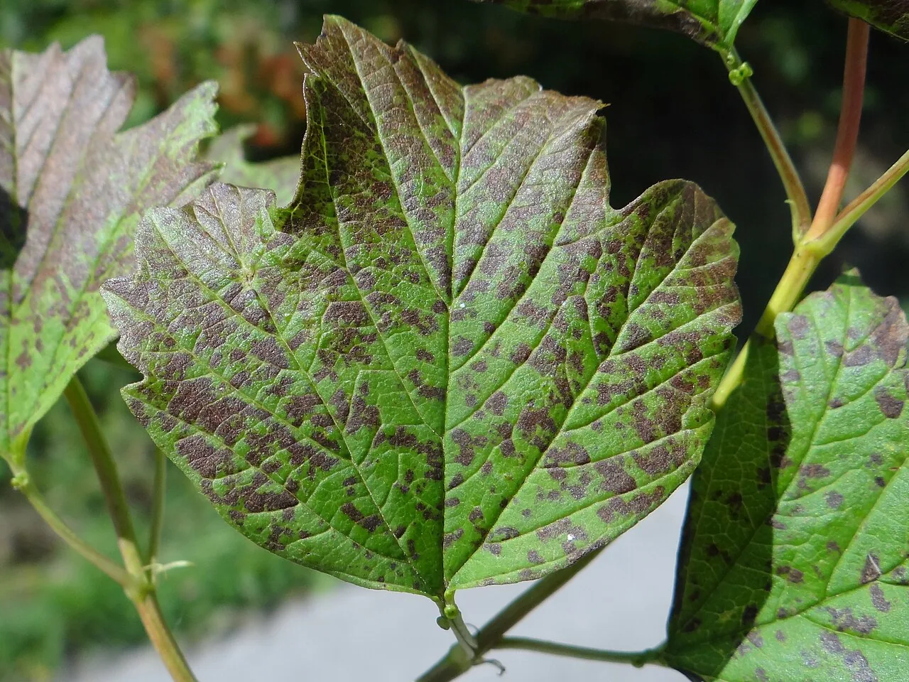 Pseudocercospora nepheloides (Pseudocercospora nepheloides) — photo mycologique