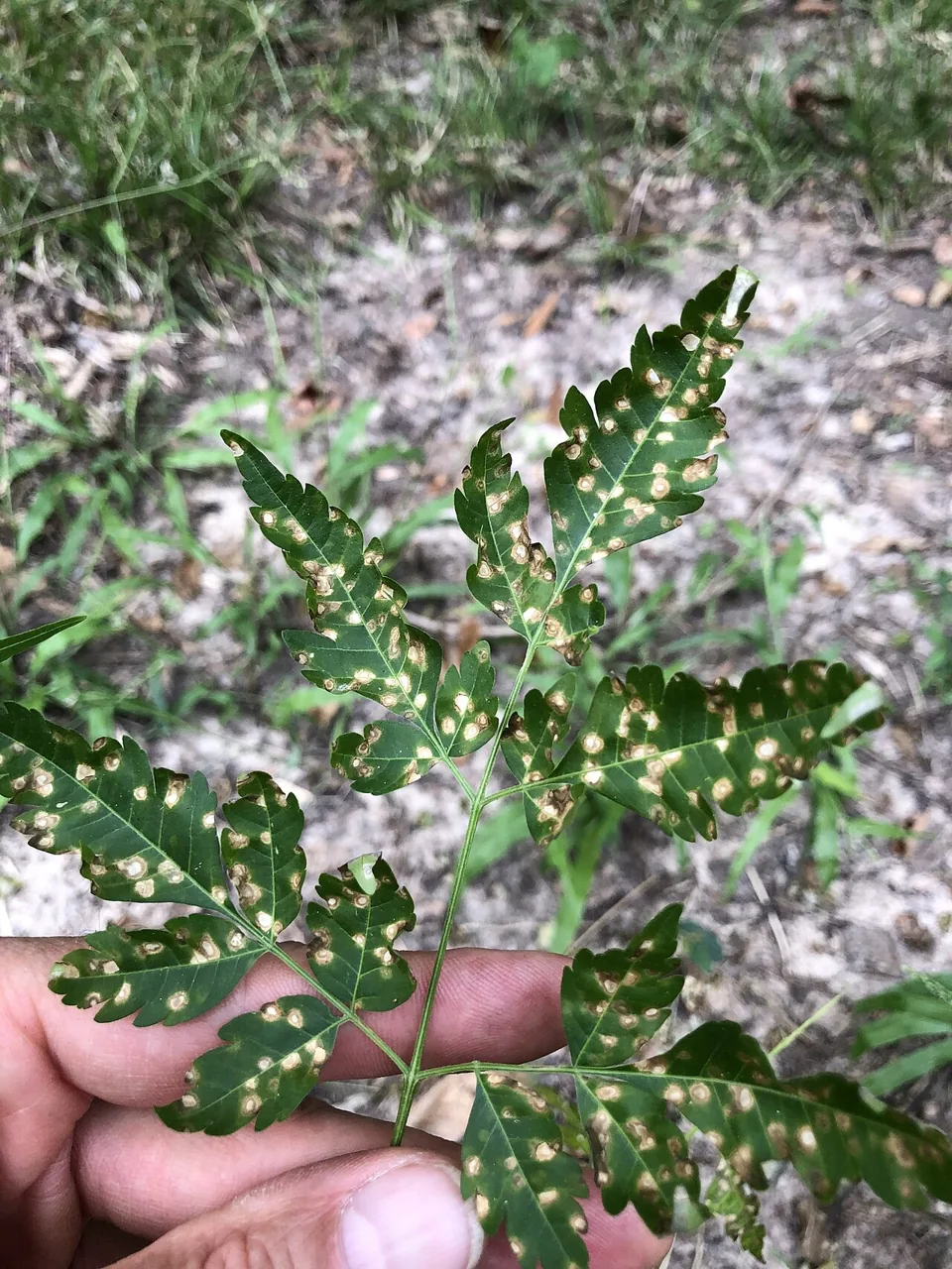 Pseudocercospora subsessilis (Pseudocercospora subsessilis) — photo mycologique