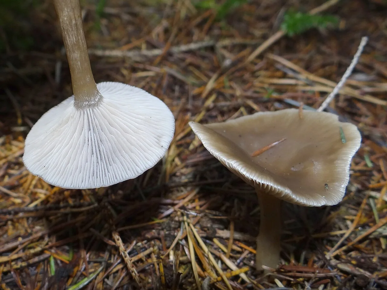 Pseudoclitocybe expallens (Pseudoclitocybe expallens) — photo mycologique