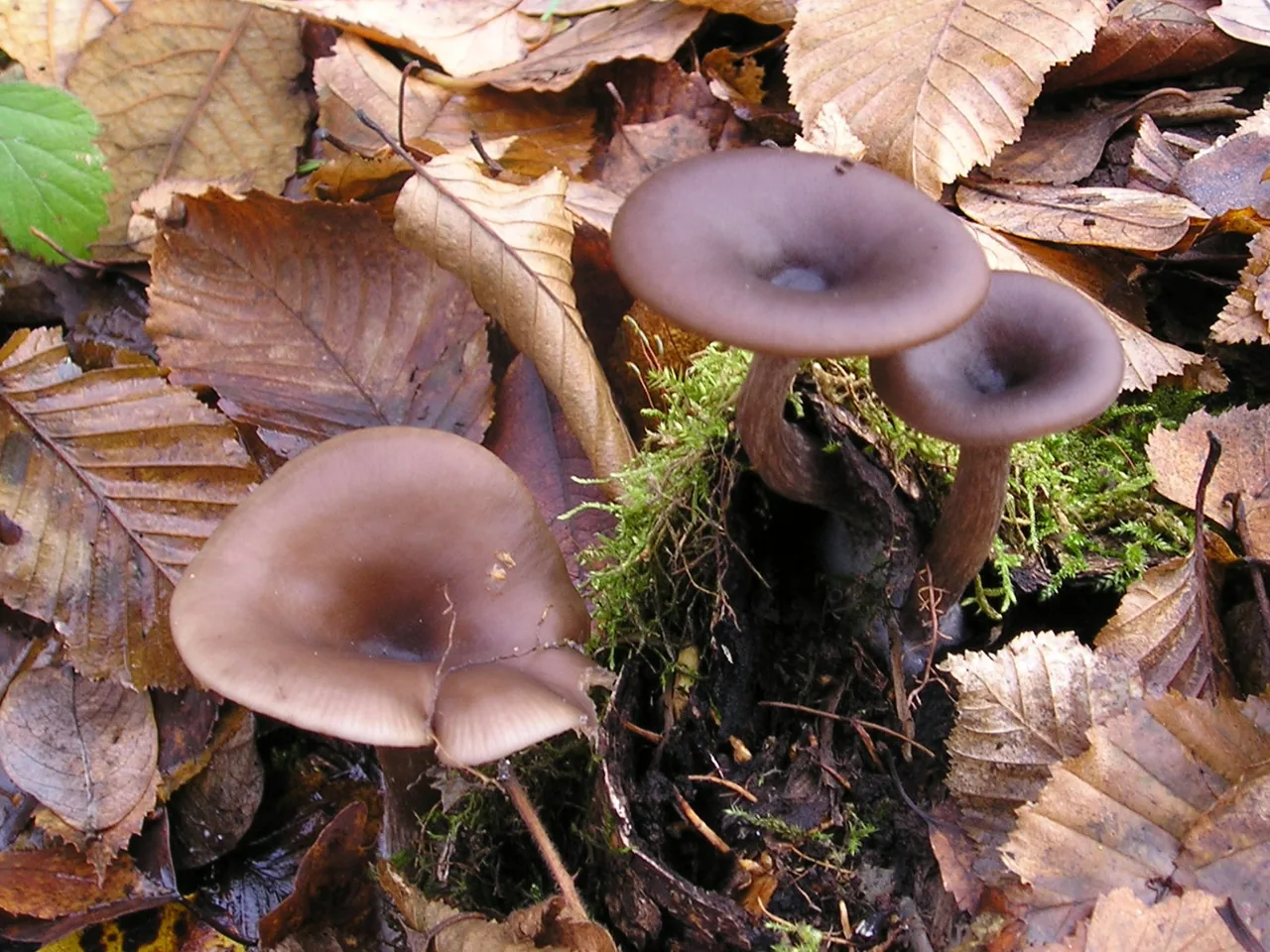 Pseudoclitocybe obbata (Pseudoclitocybe obbata) — photo mycologique