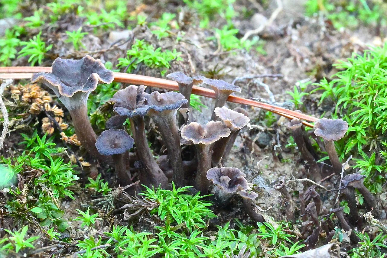 Pseudocraterellus calyculus (Pseudocraterellus calyculus) — photo mycologique