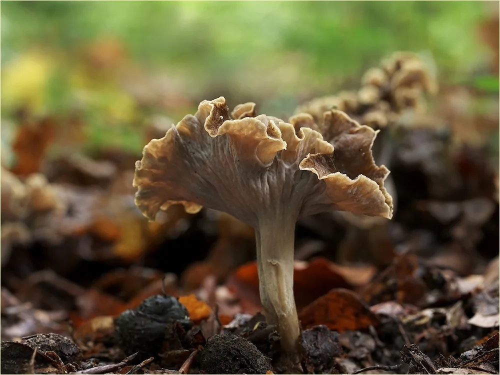 Pseudocraterellus laeticolor (Pseudocraterellus laeticolor) — photo mycologique