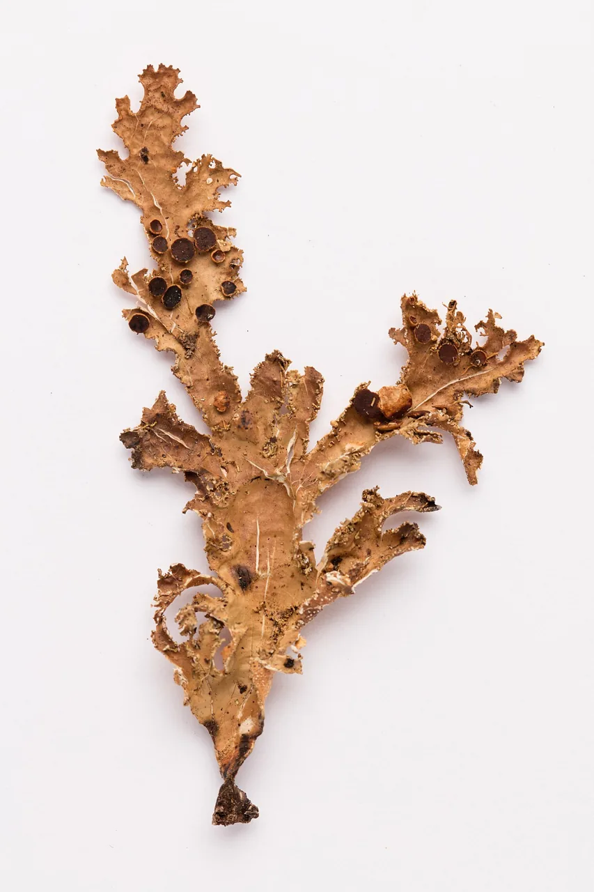 Pseudocyphellaria chloroleuca (Pseudocyphellaria chloroleuca) — photo mycologique