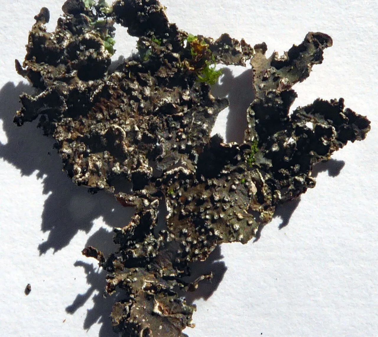 Pseudocyphellaria haywardiorum (Pseudocyphellaria haywardiorum) — photo mycologique