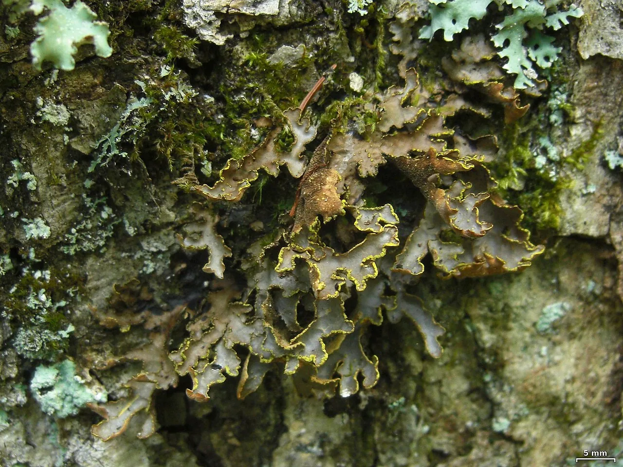 Pseudocyphellaria perpetua (Pseudocyphellaria perpetua) — photo mycologique
