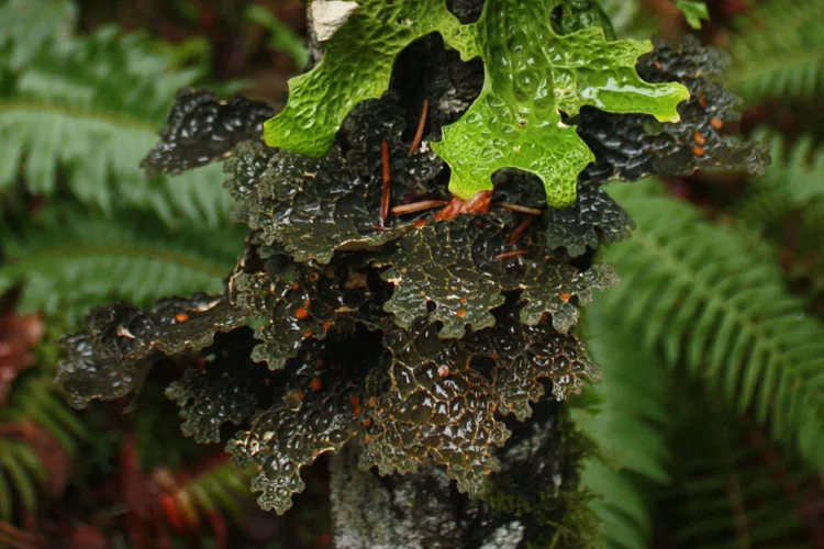 Pseudocyphellaria quercifolia (Pseudocyphellaria quercifolia) — photo mycologique