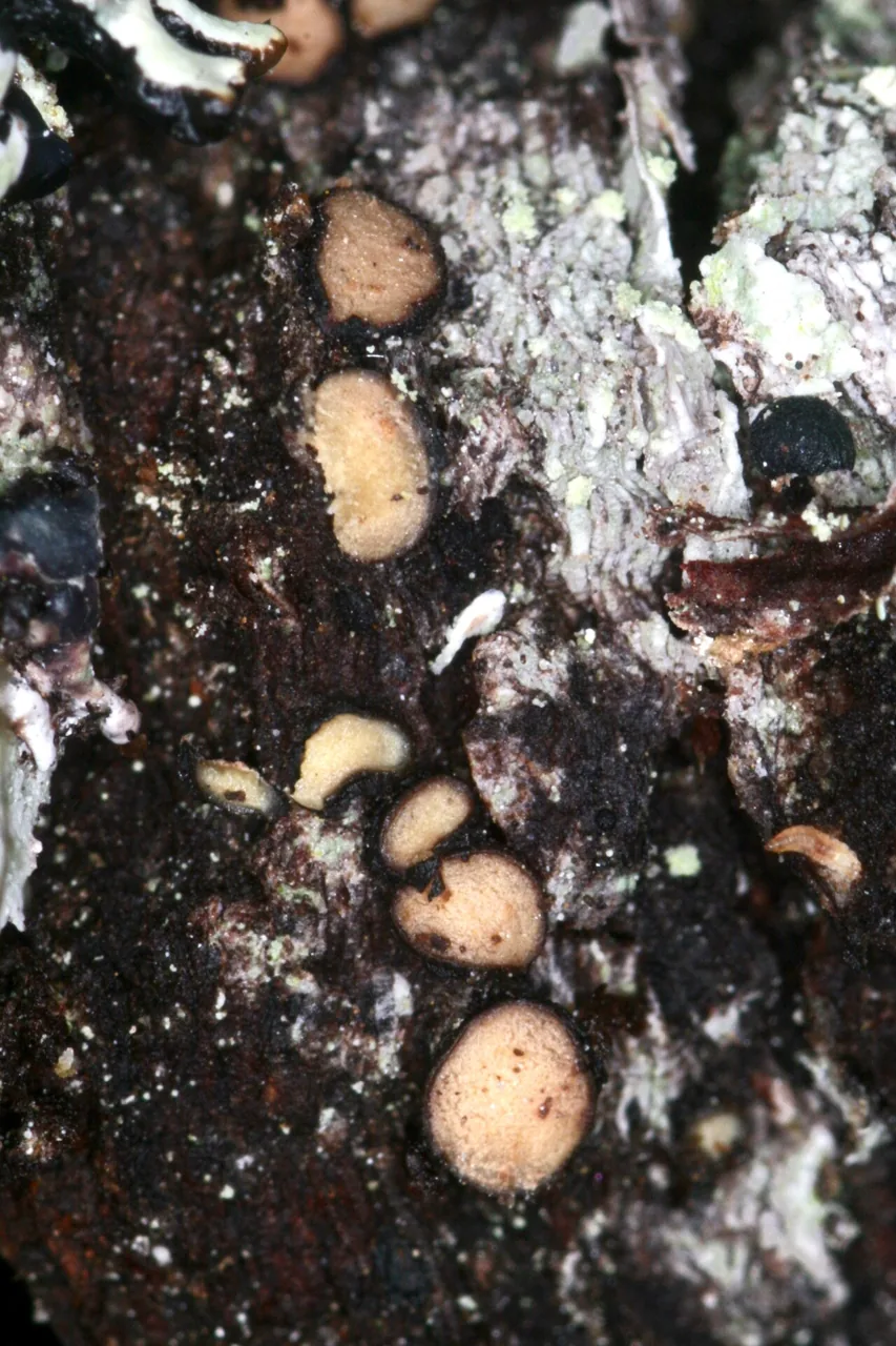 Pseudographis pinicola (Pseudographis pinicola) — photo mycologique