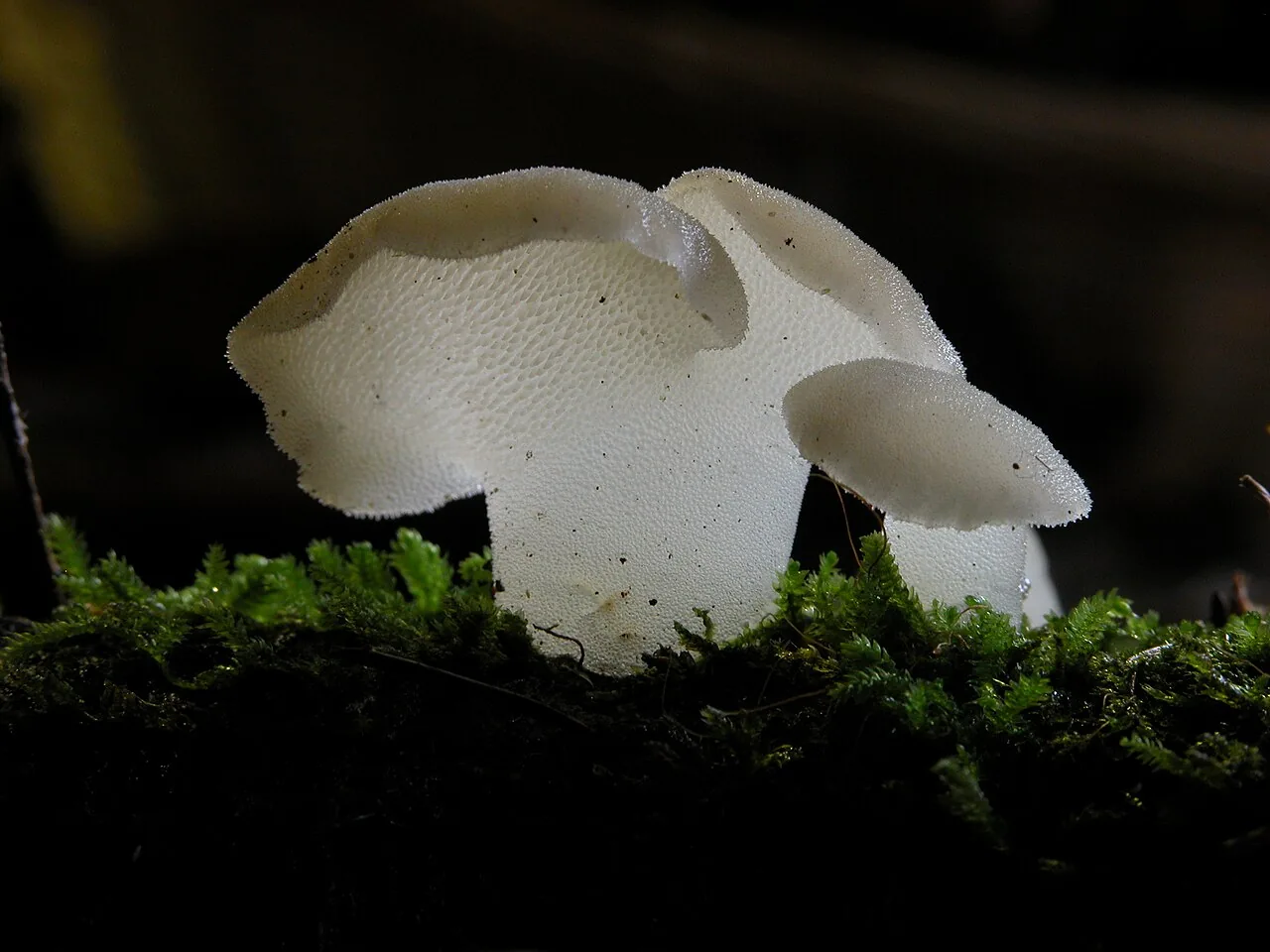 Pseudohydnum gelatinosum (Pseudohydnum gelatinosum) — photo mycologique