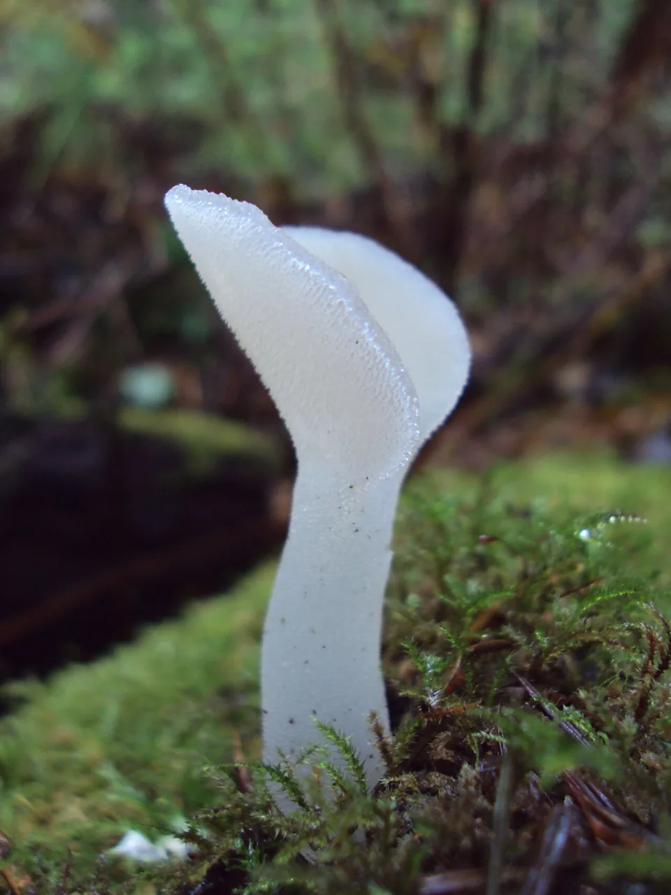 Pseudohydnum totarae (Pseudohydnum totarae) — photo mycologique