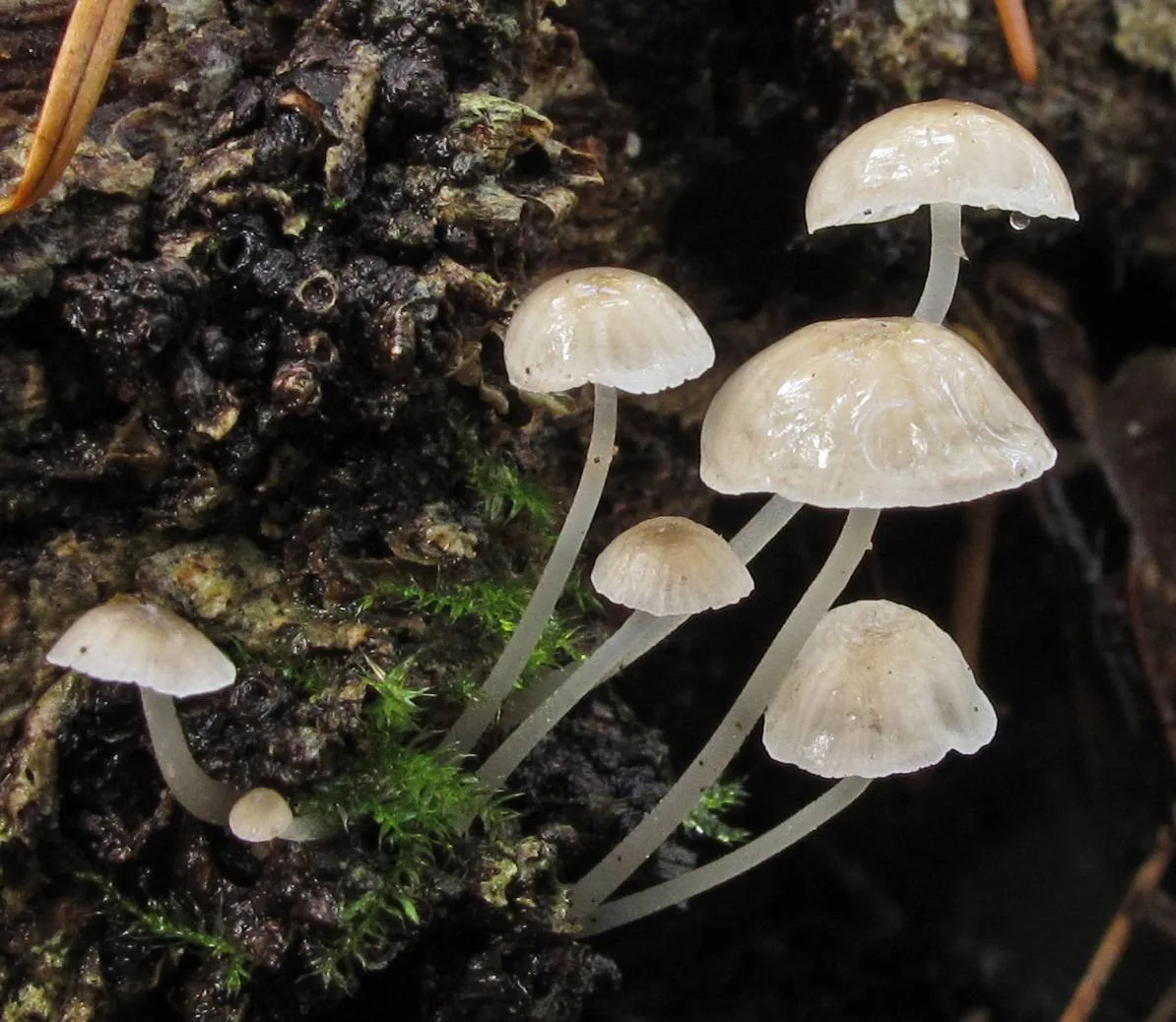 Pseudohydropus floccipes (Pseudohydropus floccipes) — photo mycologique
