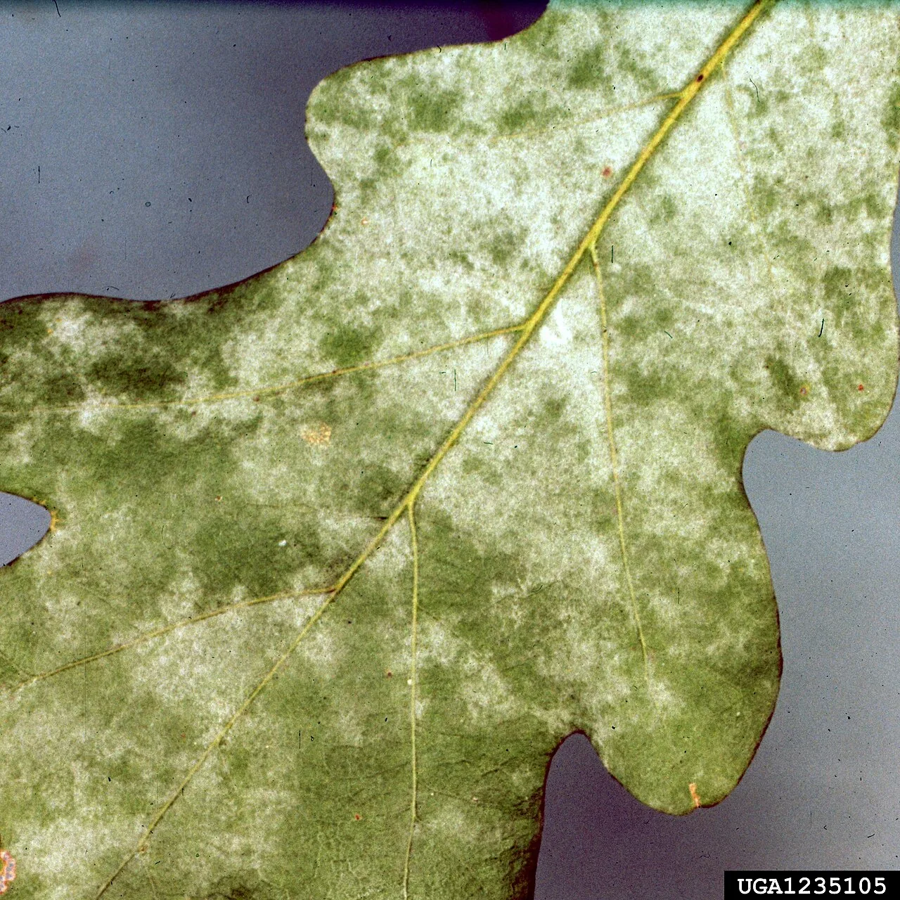 Pseudoidium parkinsoniae (Pseudoidium parkinsoniae) — photo mycologique