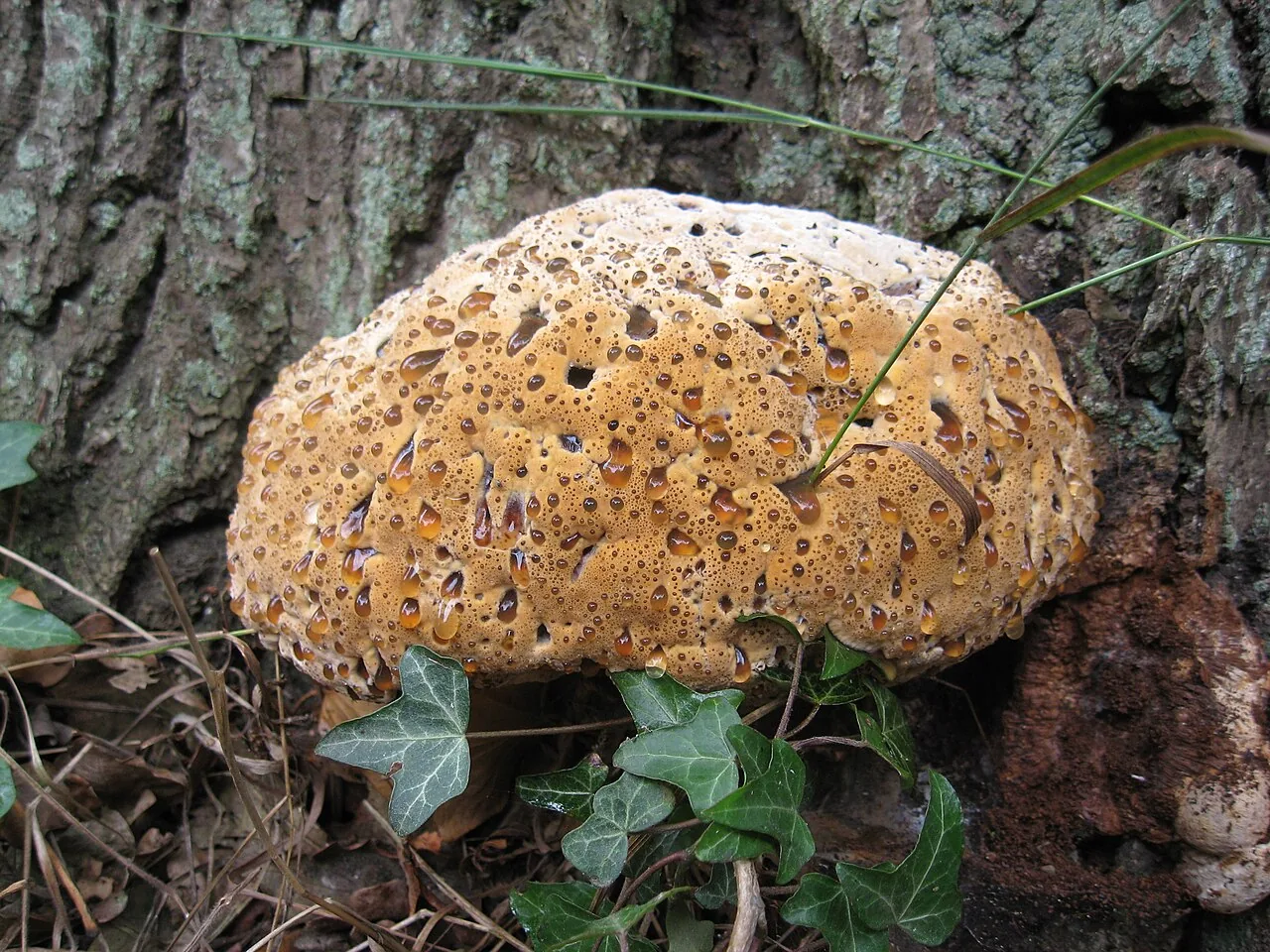 Pseudoinonotus crustosus (Pseudoinonotus crustosus) — photo mycologique