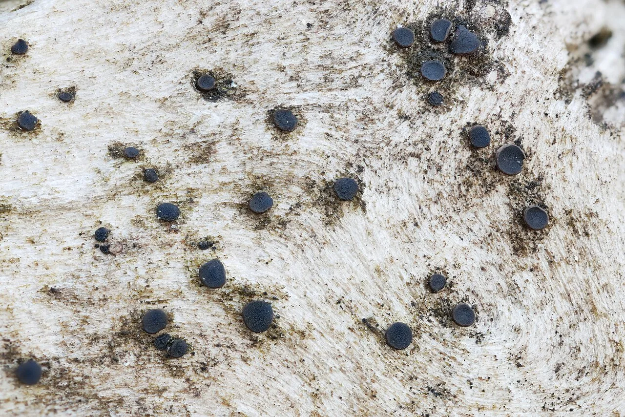 Pseudokarschia triseptata (Pseudokarschia triseptata) — photo mycologique