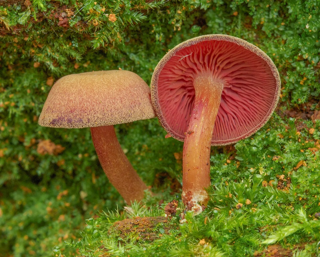 Pseudolaccaria pachyphylla (Pseudolaccaria pachyphylla) — photo mycologique