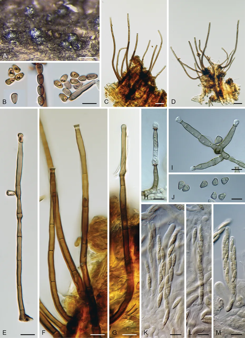 Pseudolachnea bubakii (Pseudolachnea bubakii) — photo mycologique
