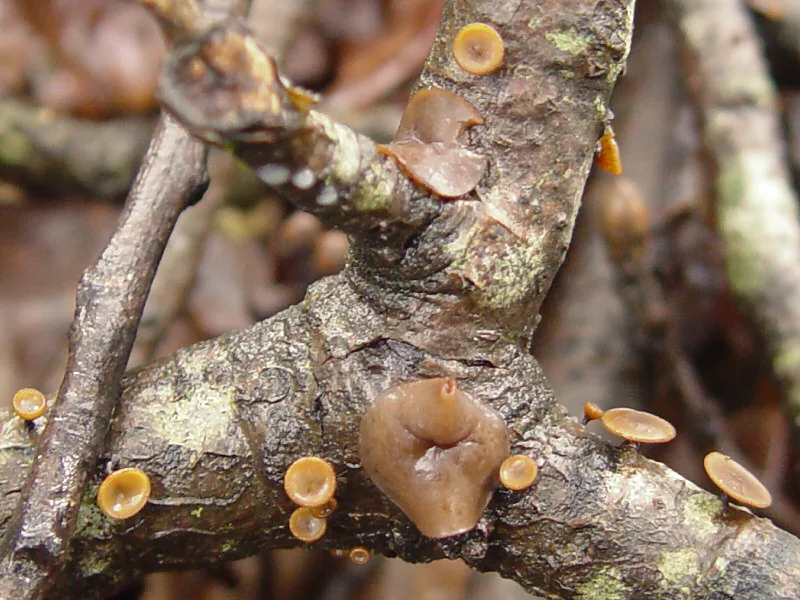 Pseudolanzia piceetorum (Pseudolanzia piceetorum) — photo mycologique