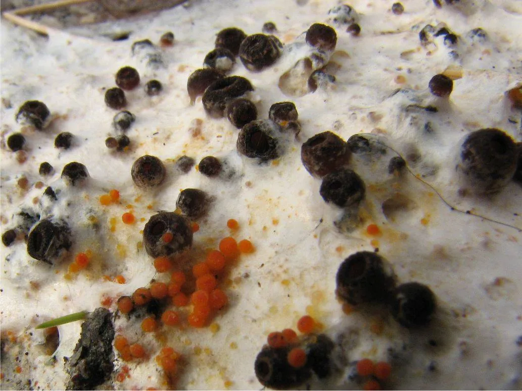 Pseudombrophila leporum (Pseudombrophila leporum) — photo mycologique