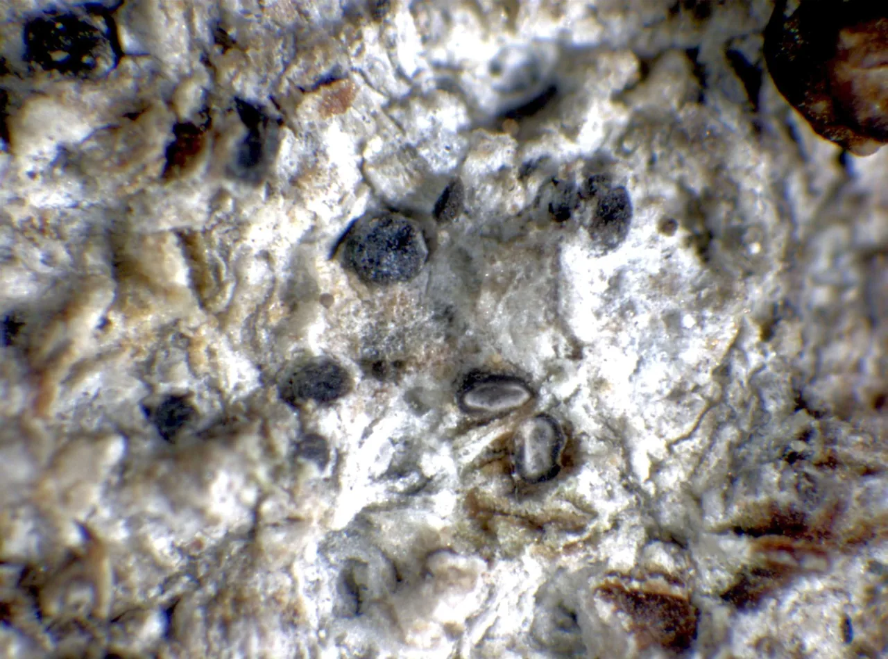 Pseudonitschkia parmotrematis (Pseudonitschkia parmotrematis) — photo mycologique