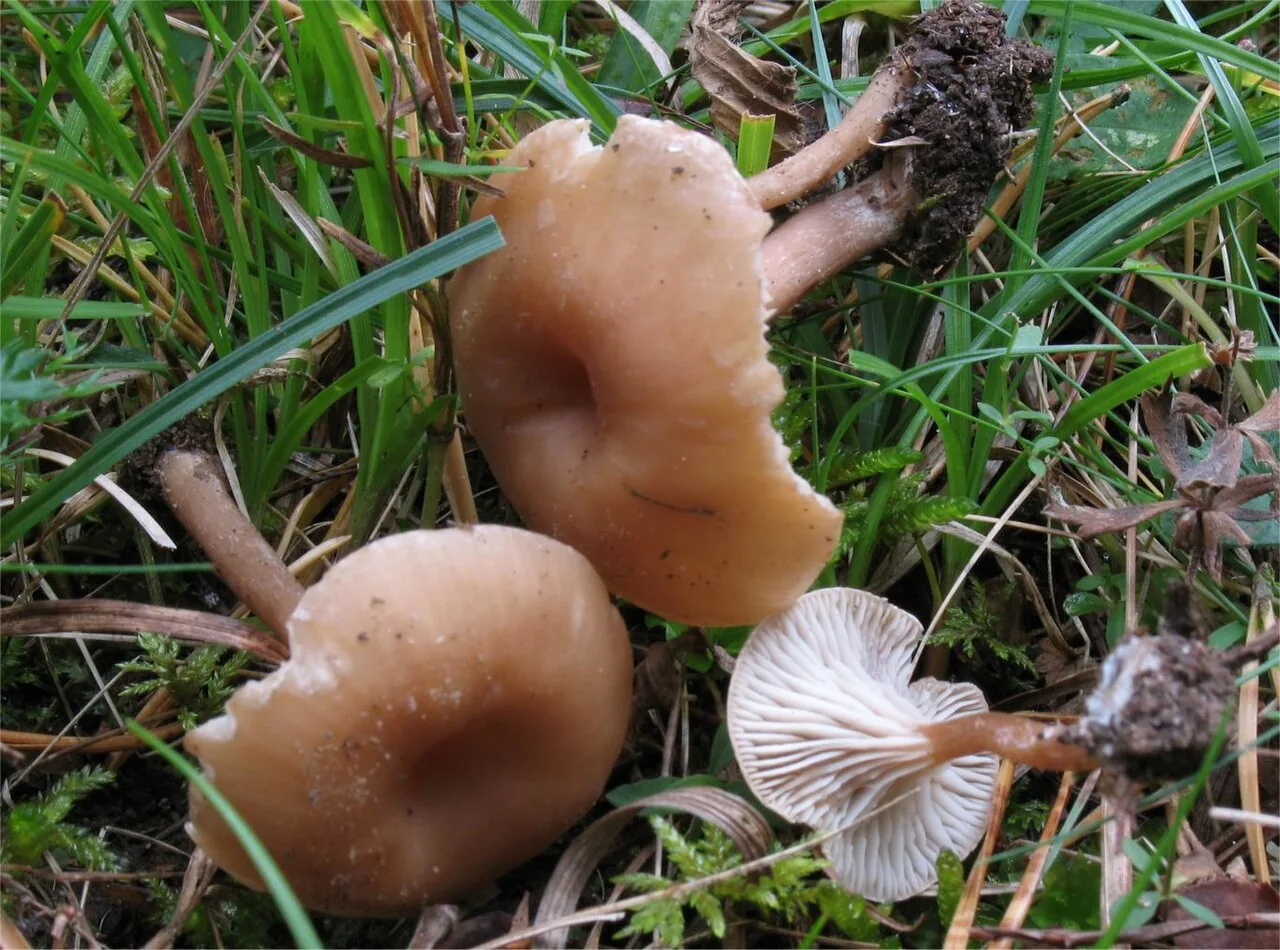Pseudoomphalina kalchbrenneri (Pseudoomphalina kalchbrenneri) — photo mycologique